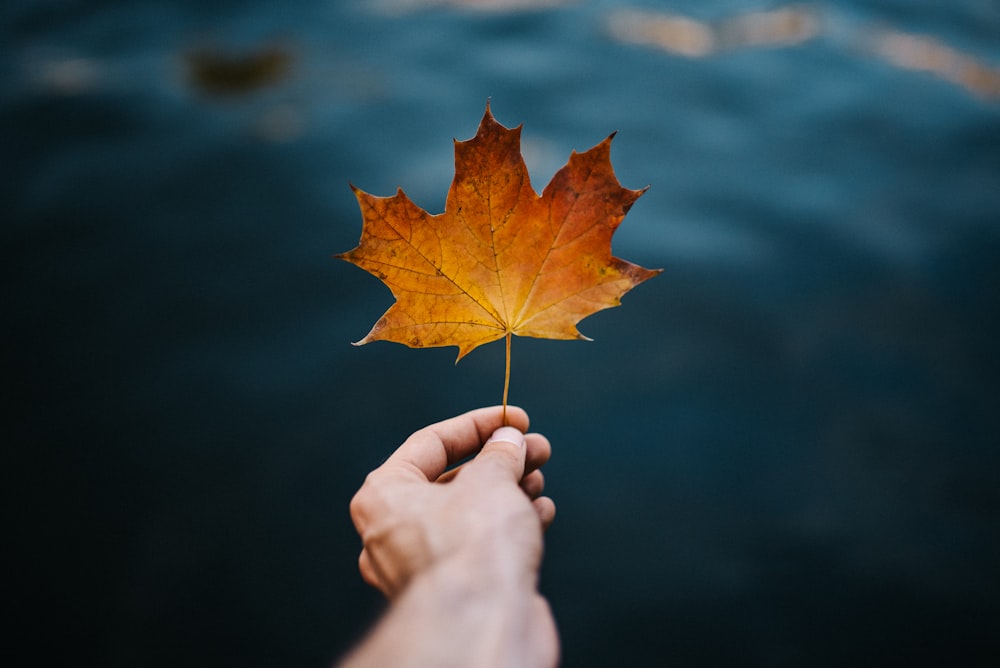 brown maple leaf