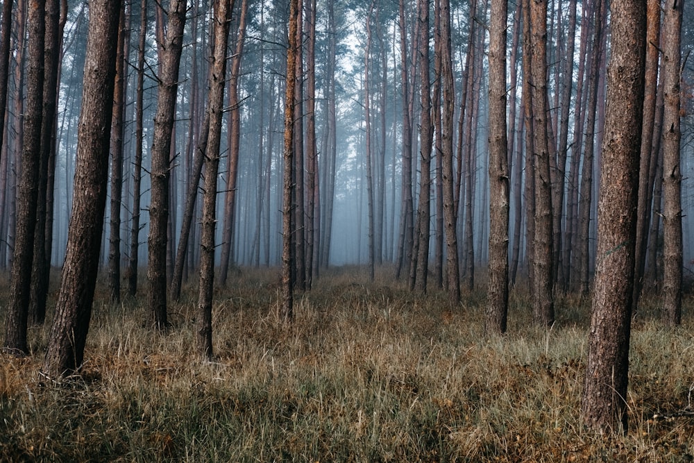 fog in woods