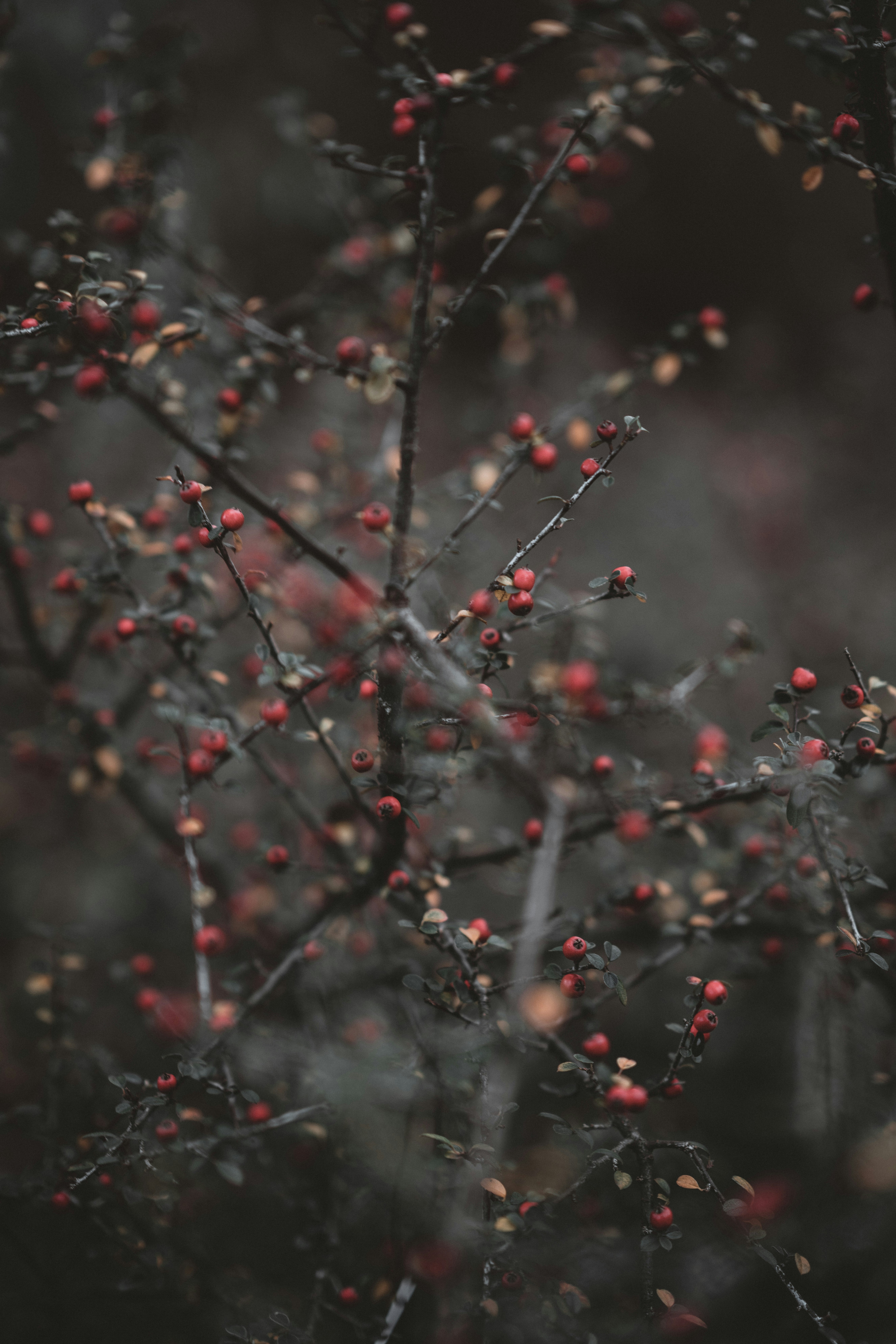 Photo by anniespratt