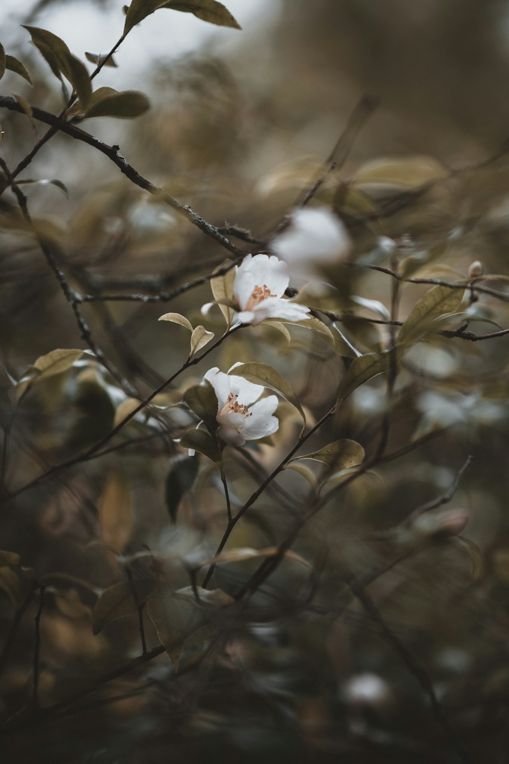 selective focus photography of white-petaled flower