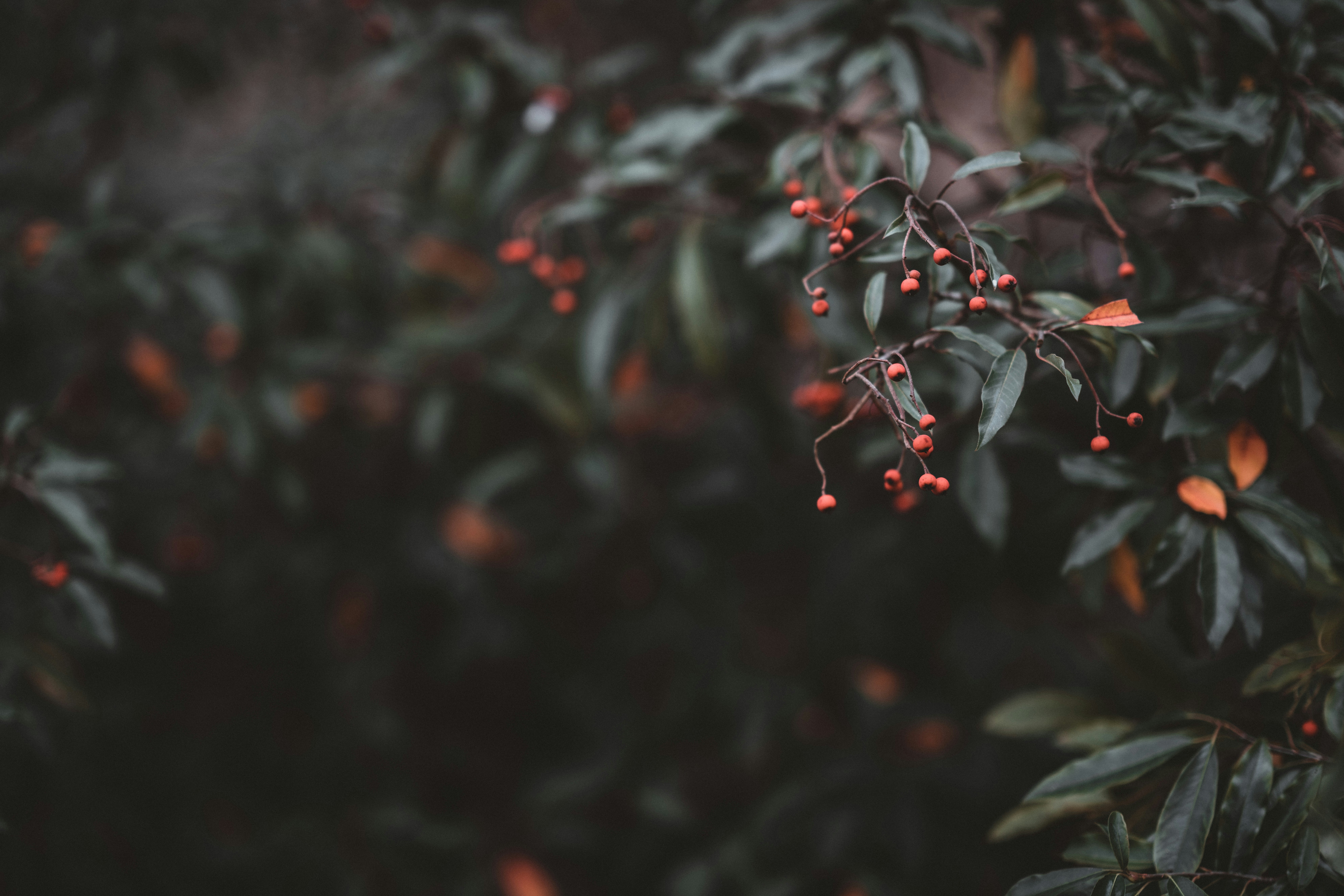 Photo by anniespratt