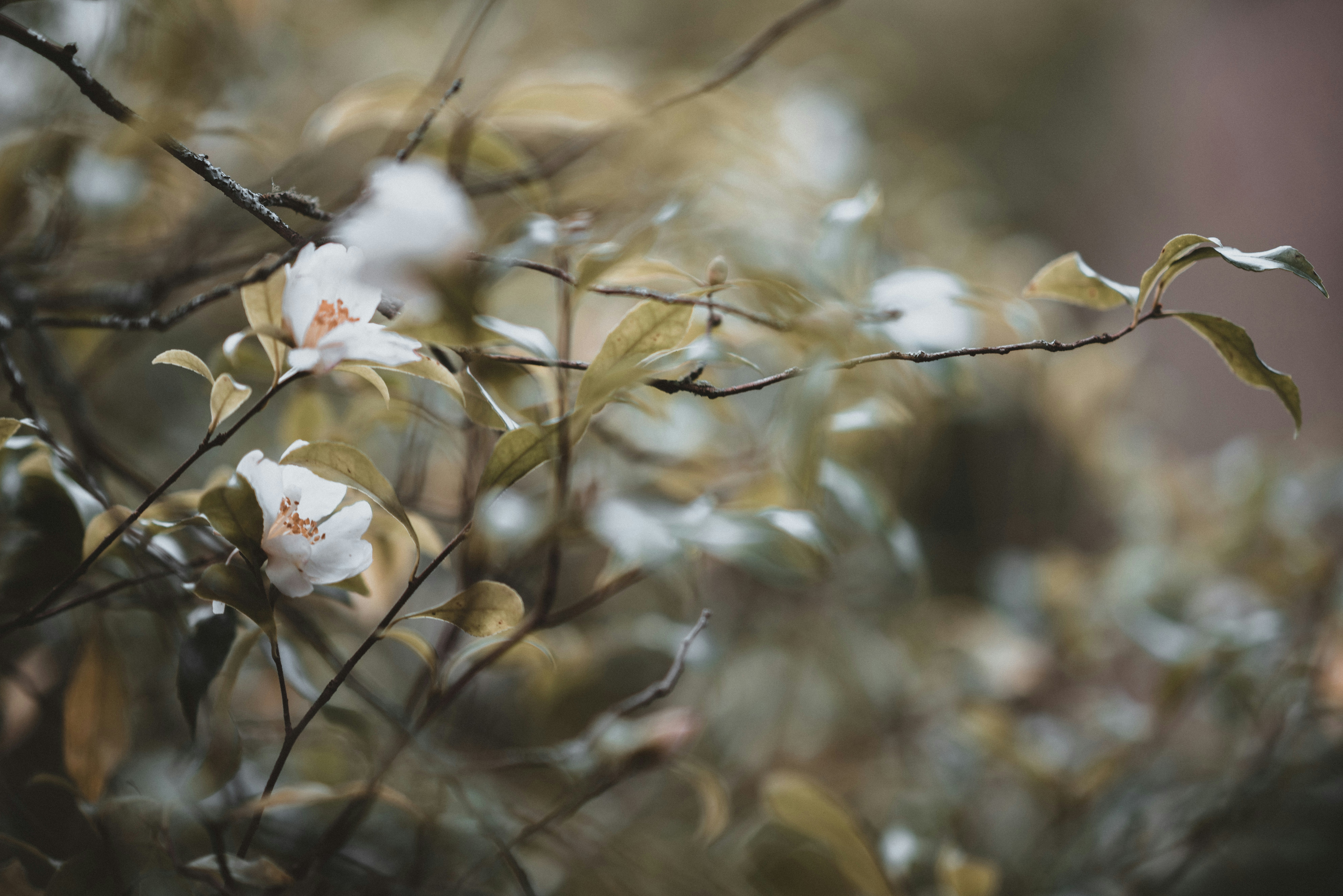 Photo by anniespratt