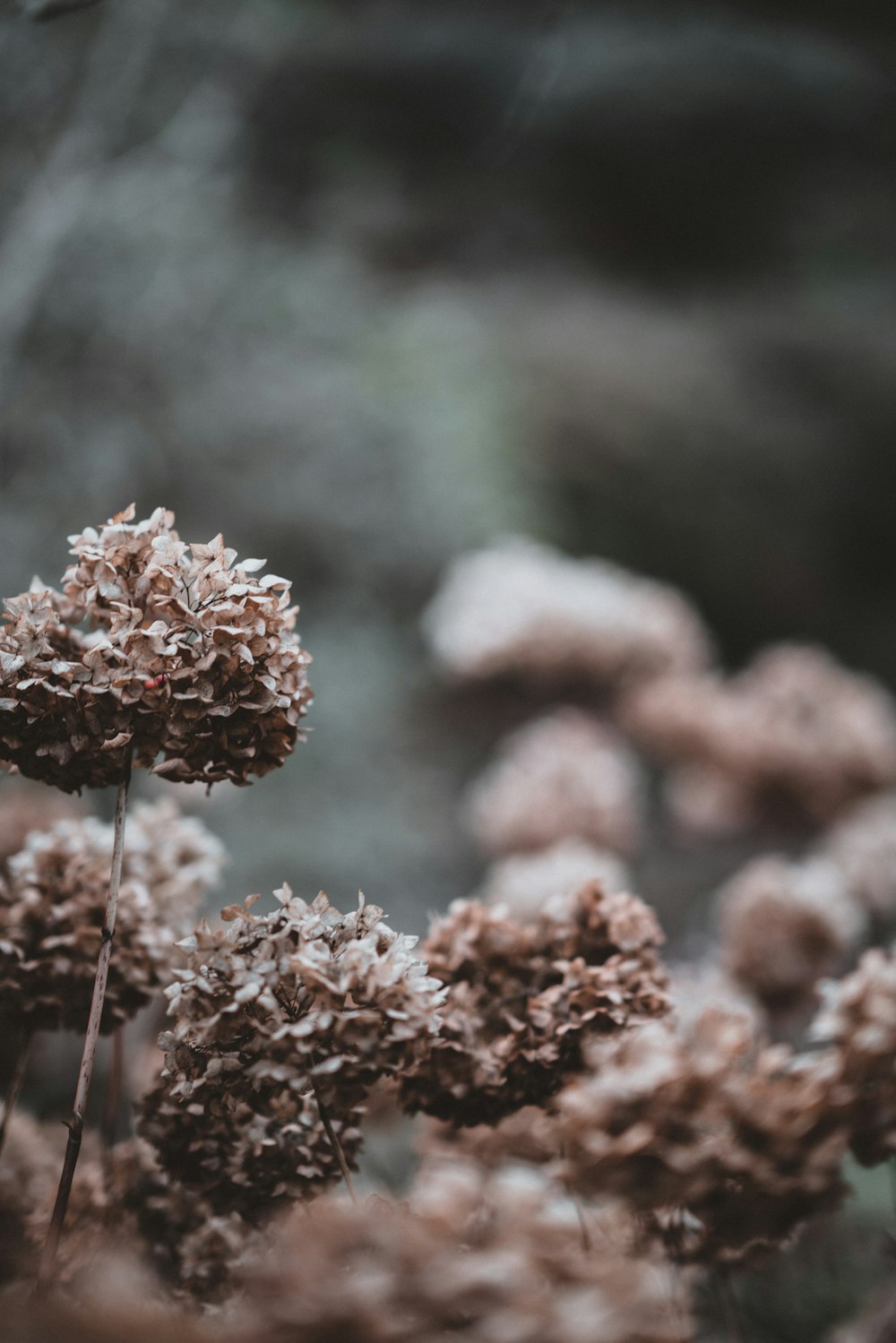 flores marrones en flor