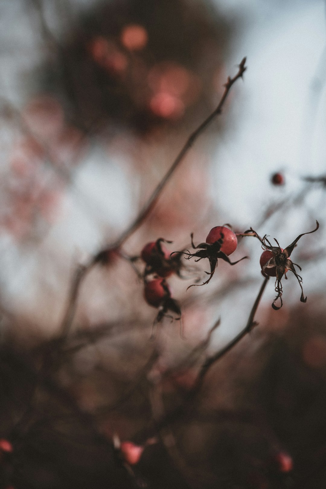 shallow focus of flower