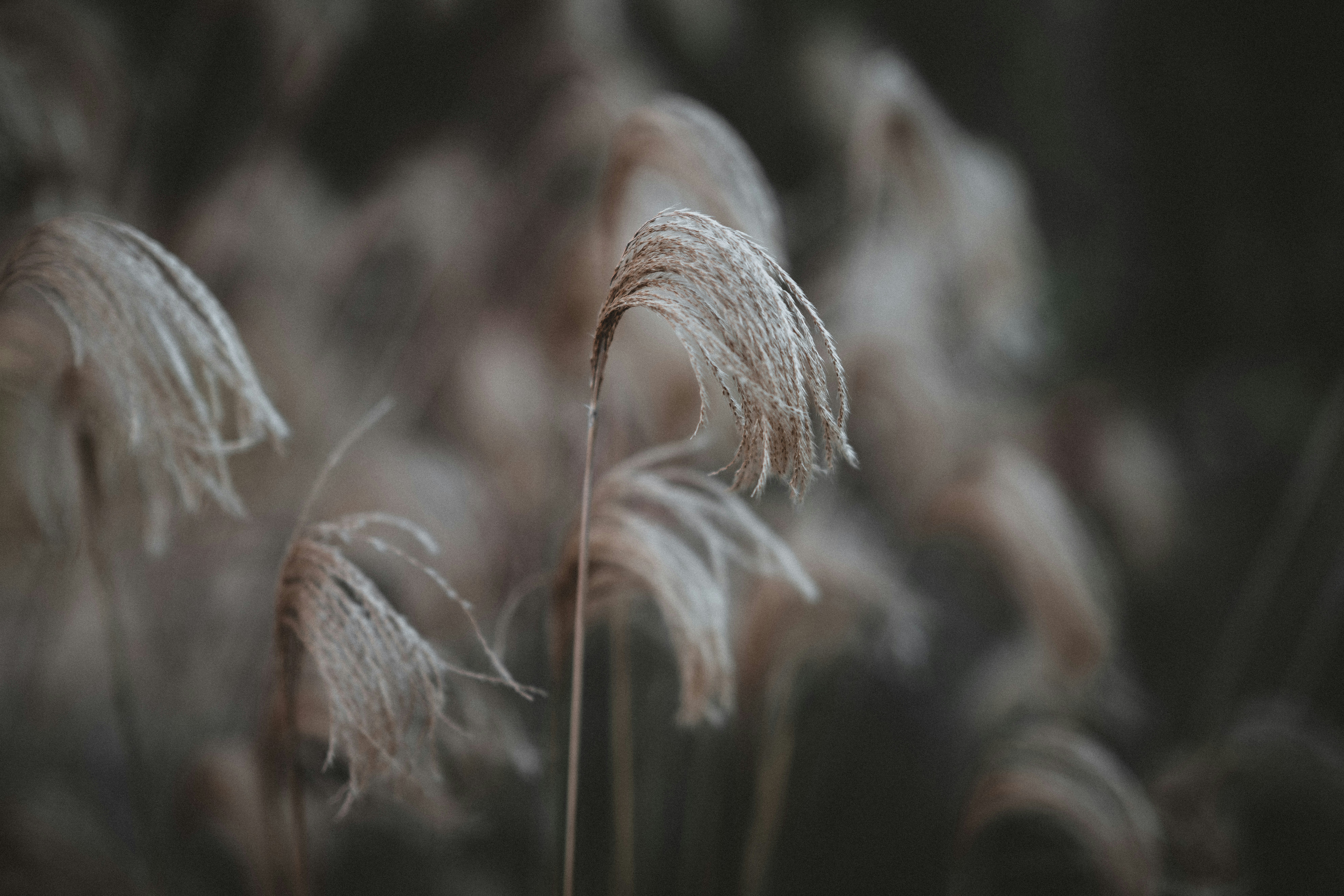 Photo by anniespratt