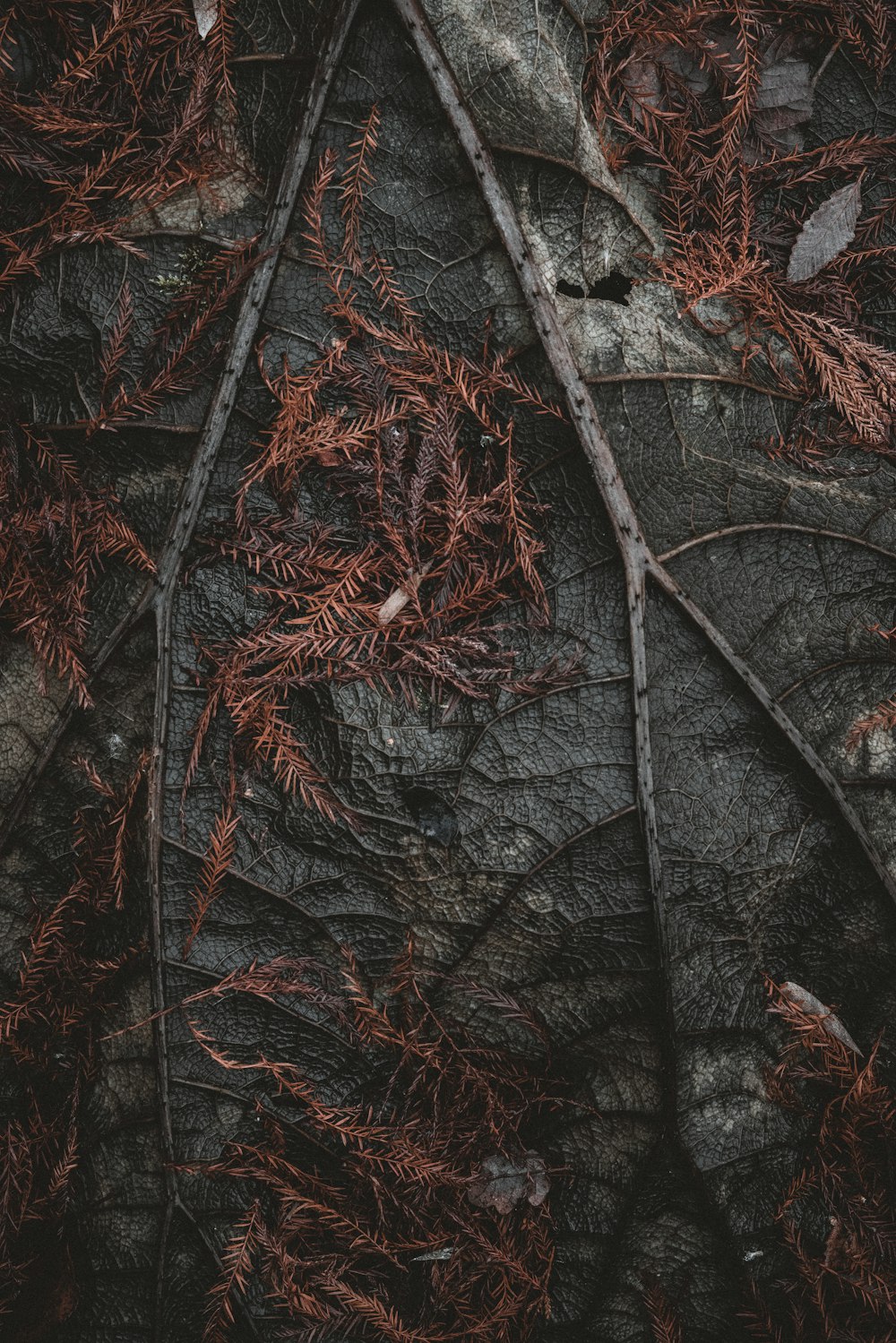 brown and gray dried leaves