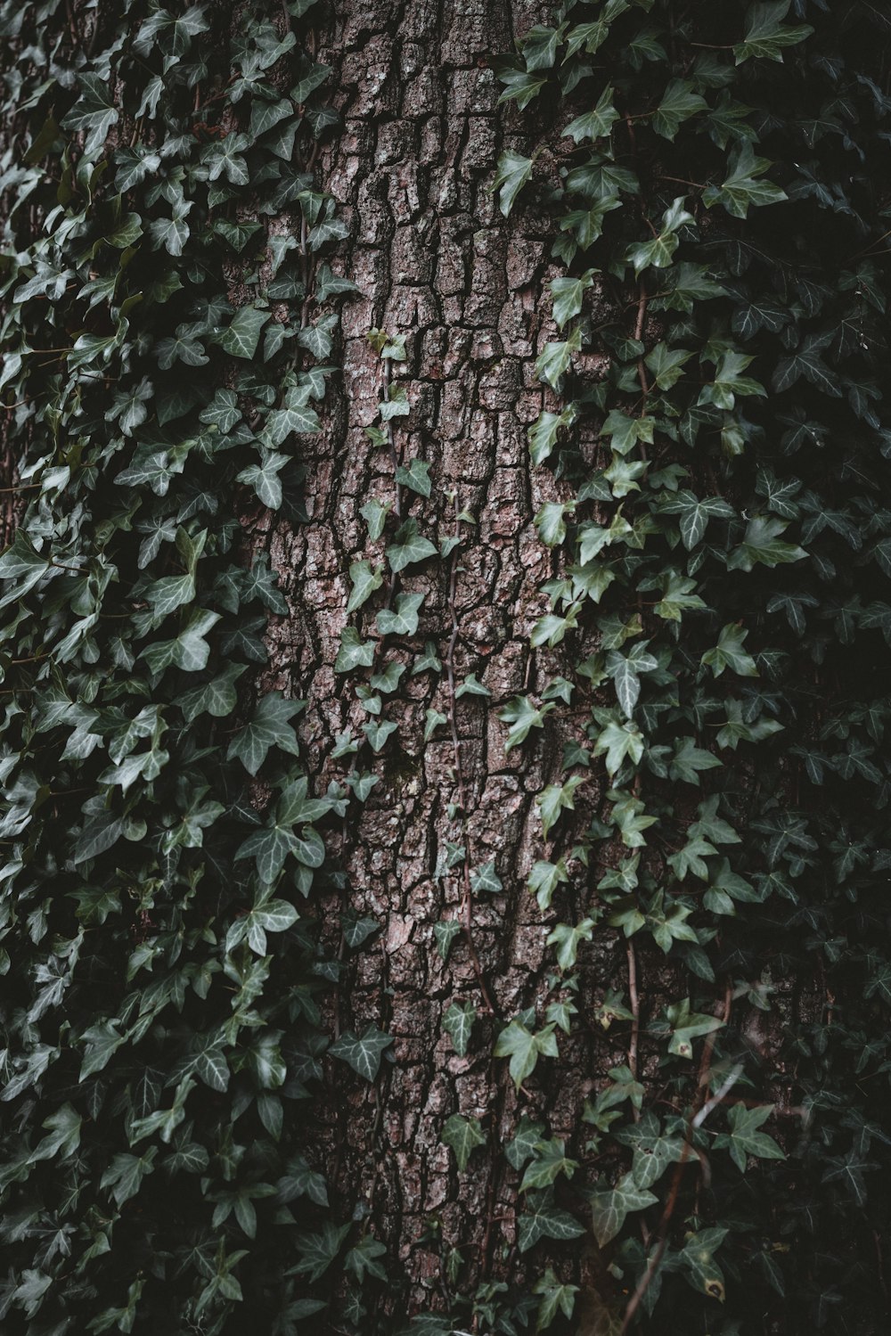 close-up photography of tree trunk