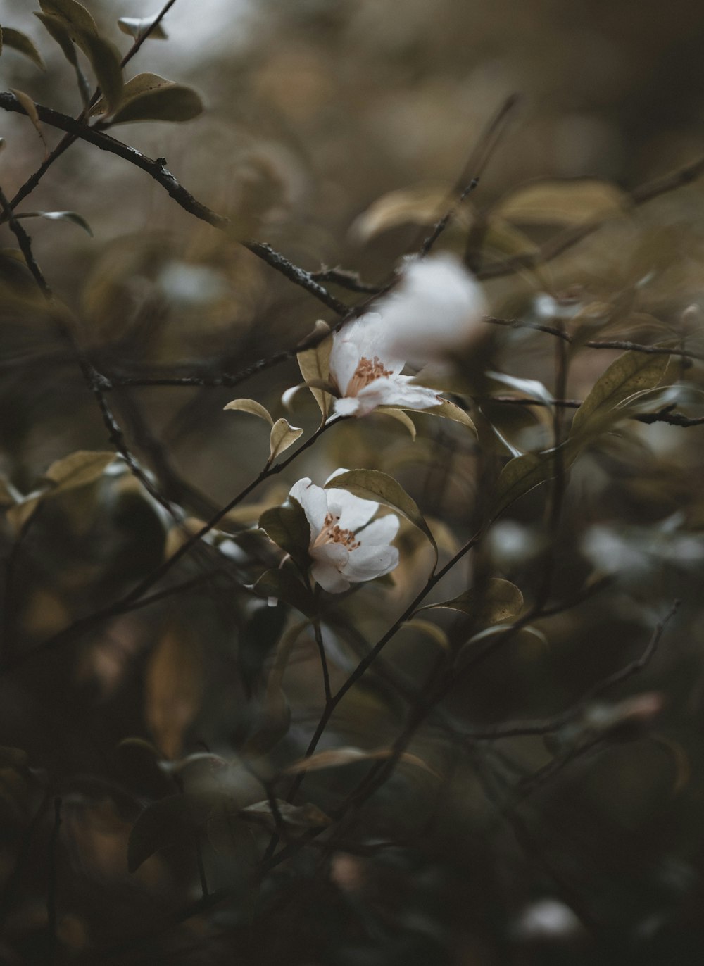 white flower