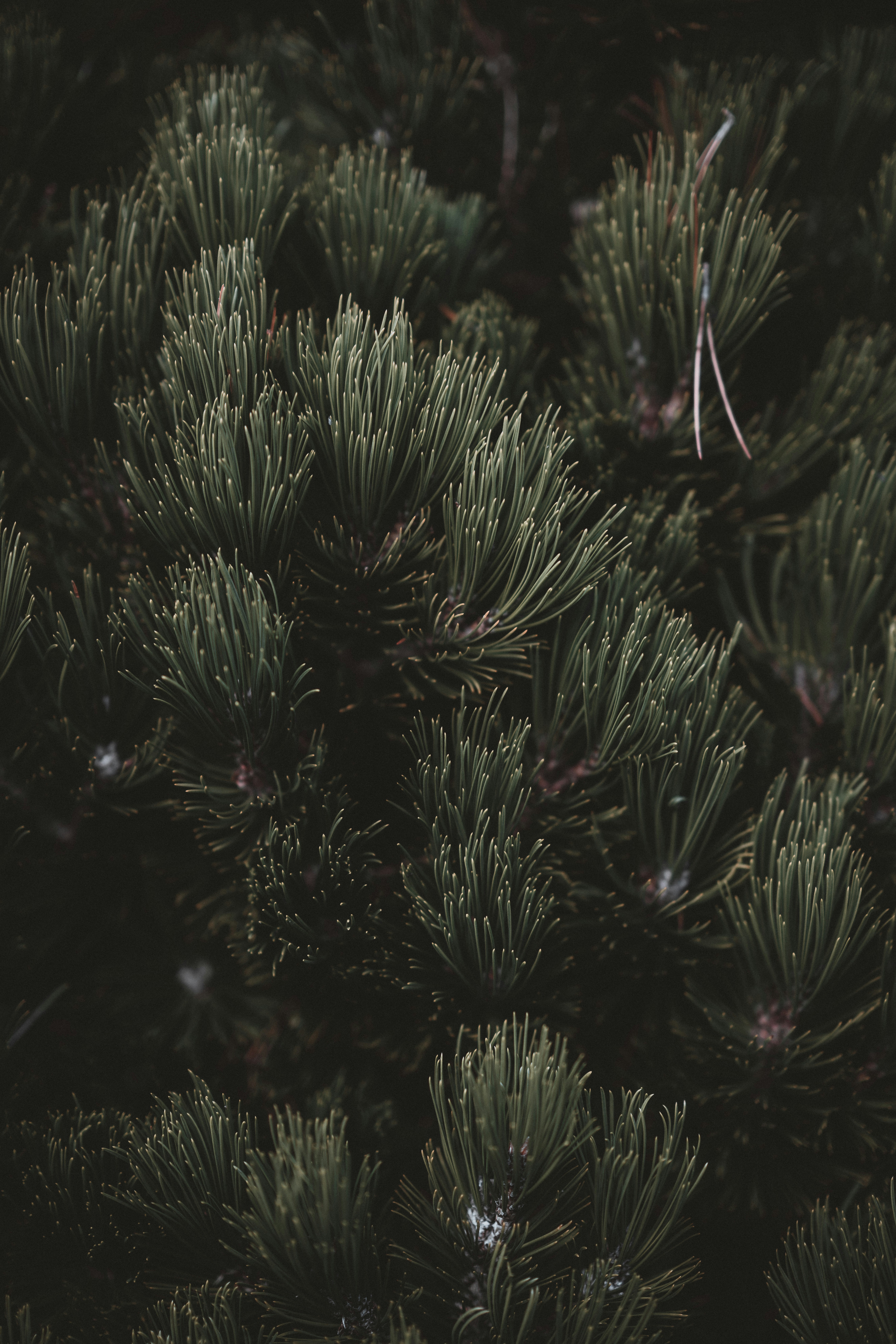 Photo by anniespratt