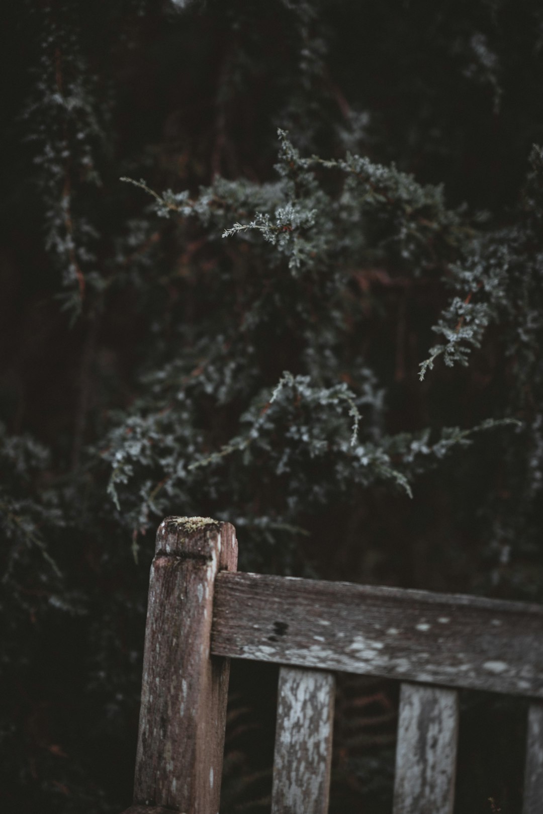 fence near tree