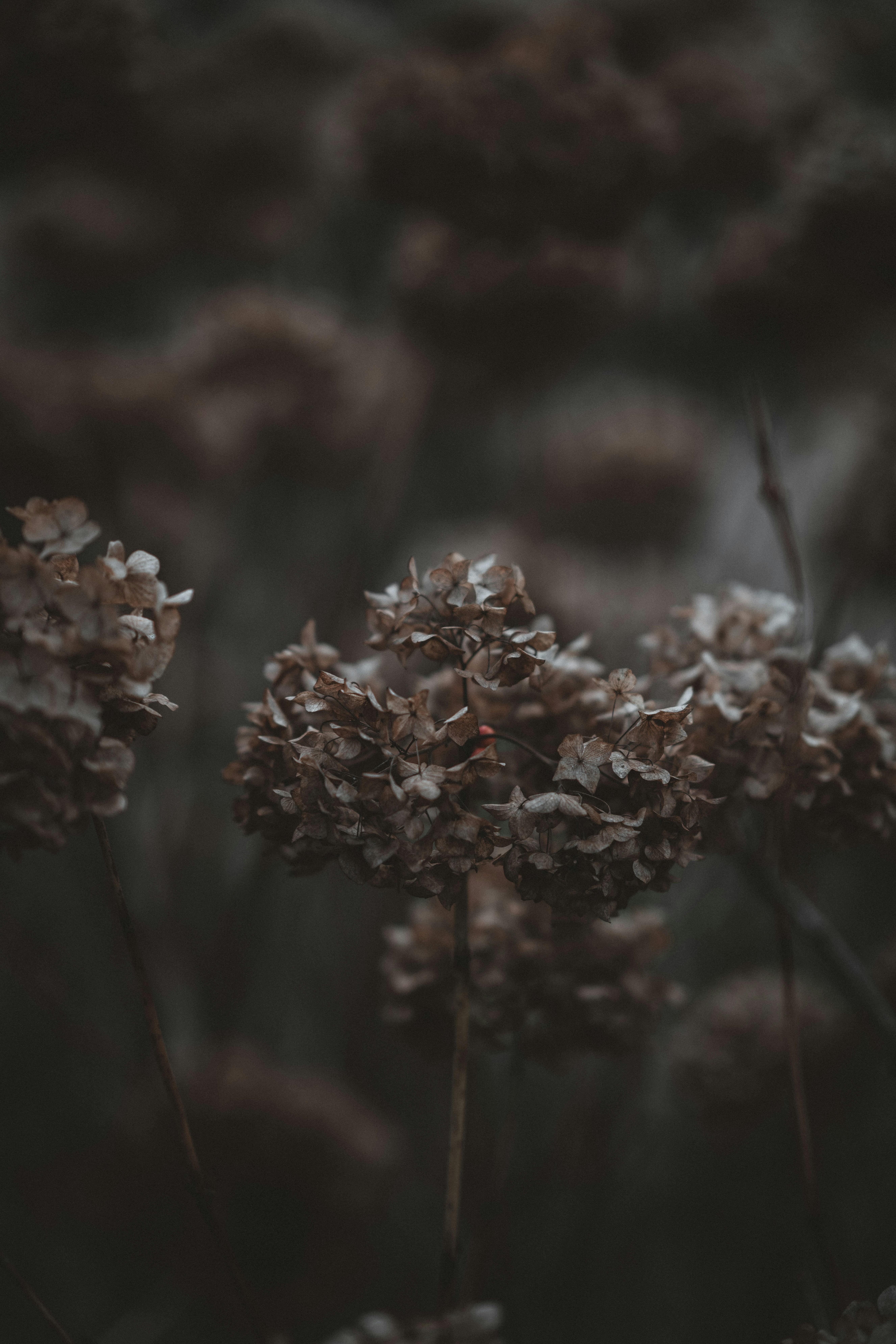 Photo by anniespratt