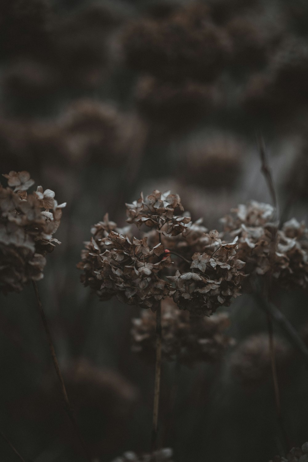 selective focus photography of brown plants