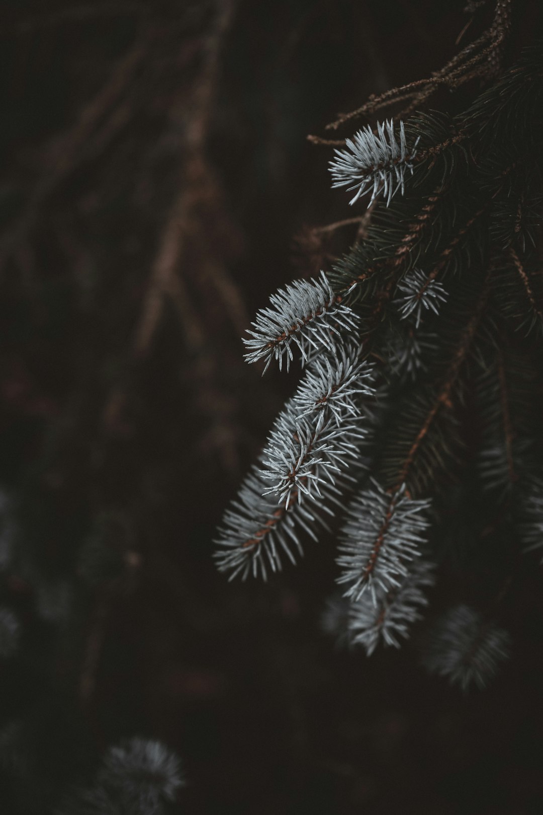 selective focus photography of white-leafed tree