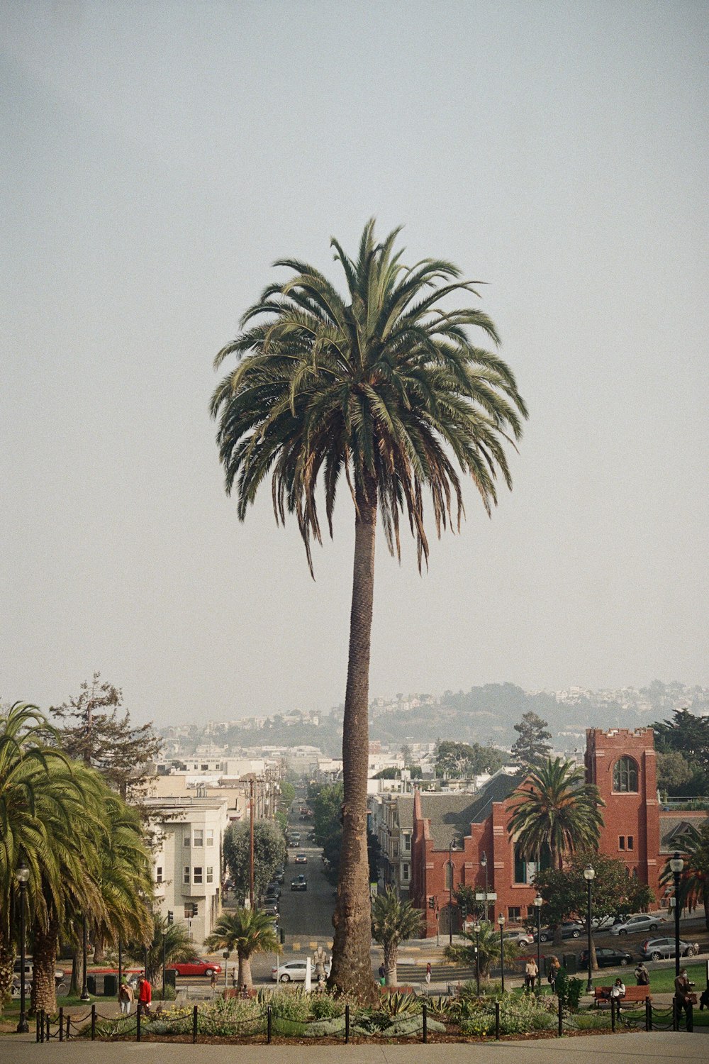 green palm tree near building