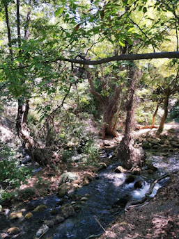 A serene, secluded natural spot with lush greenery and a quiet stream, inviting discovery.