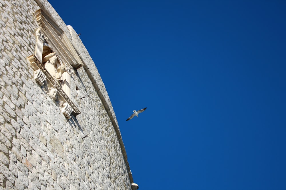 white bird flying bear house