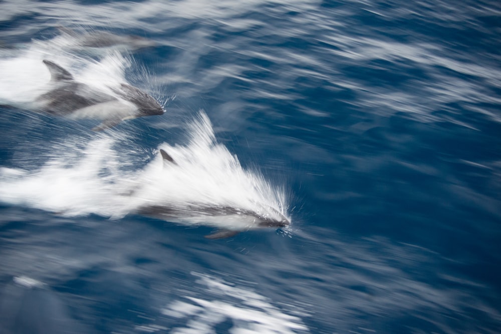 two dolphins swimming on water