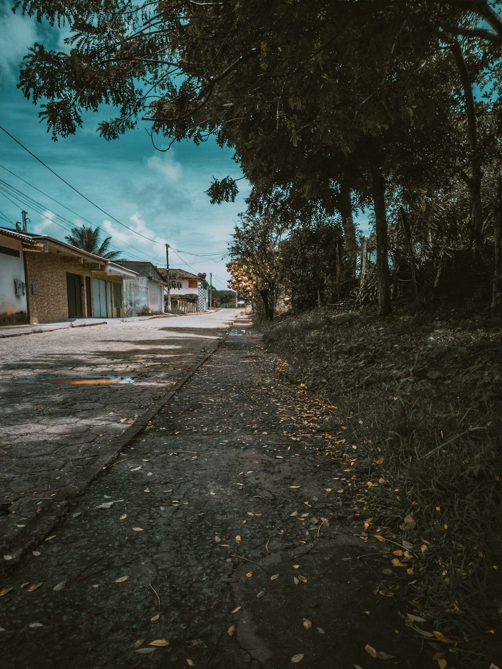 dry leaves under trees