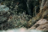 A natural landscape featuring dense foliage with overhanging branches and leaves in various shades of green. The scene is set against a backdrop of rocky terrain, with rugged textures and earthy tones visible on the stones. The vegetation consists of wild plants and grass, creating a sense of wilderness and untouched nature.