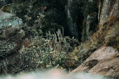 A natural landscape featuring dense foliage with overhanging branches and leaves in various shades of green. The scene is set against a backdrop of rocky terrain, with rugged textures and earthy tones visible on the stones. The vegetation consists of wild plants and grass, creating a sense of wilderness and untouched nature.
