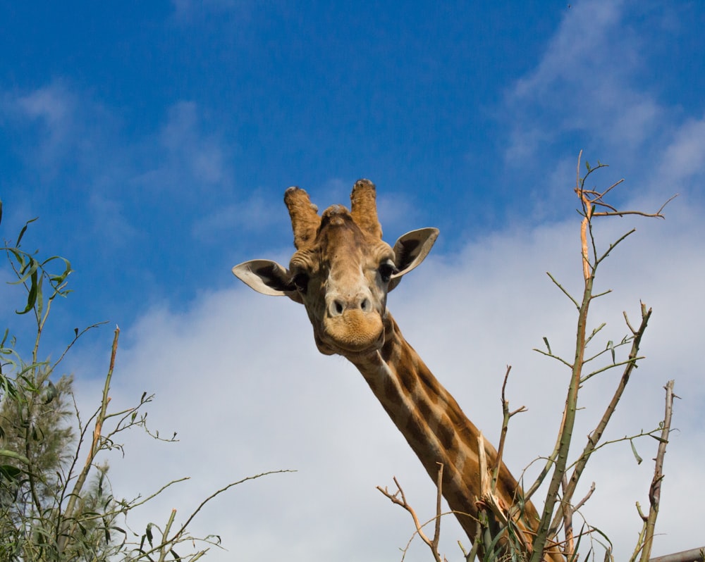 brown giraffe in close-up photography during daytime