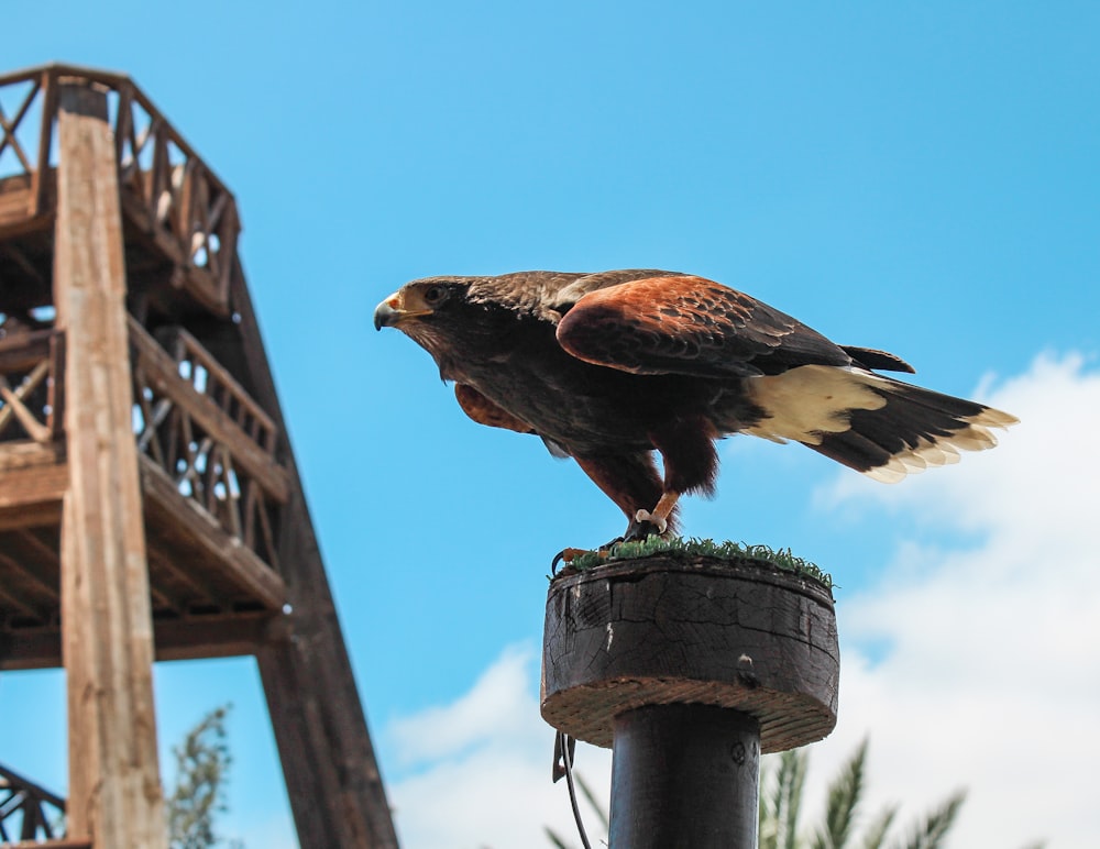 brown bird on pole