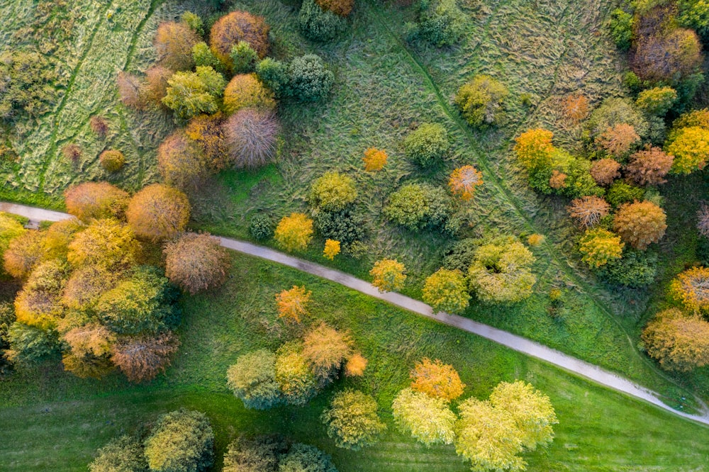 aerial photography of trees on field