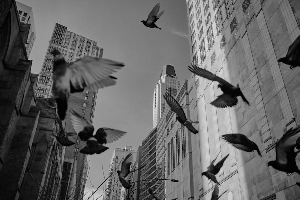 grayscale photo of birds flying together
