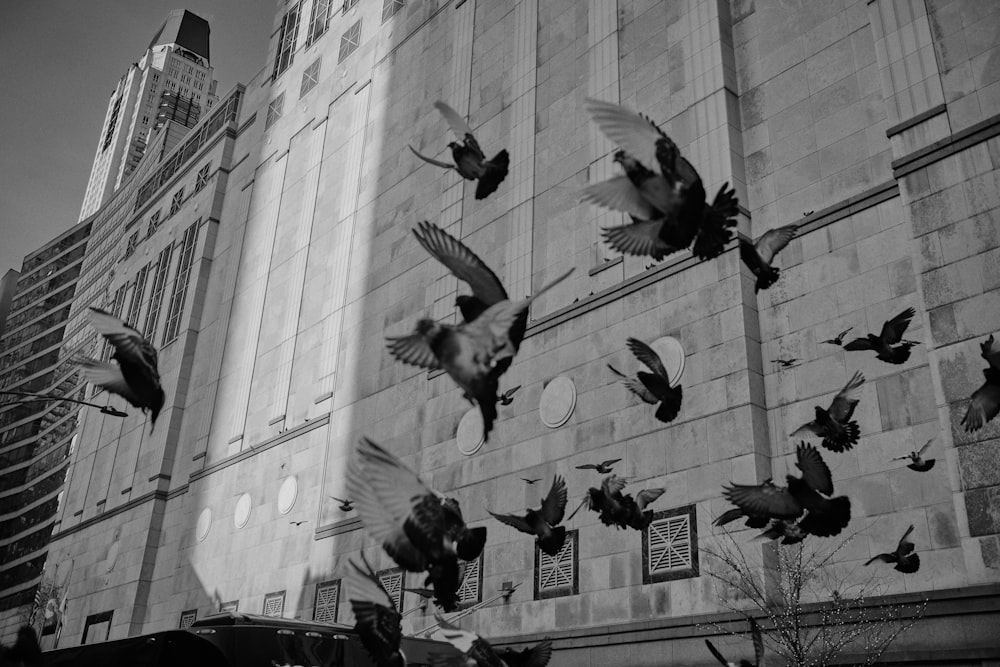 pigeons flew in mid air