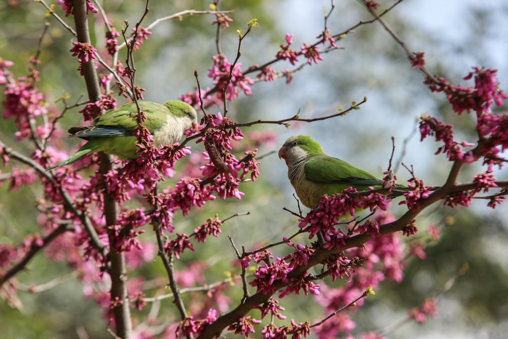 two green and white birds