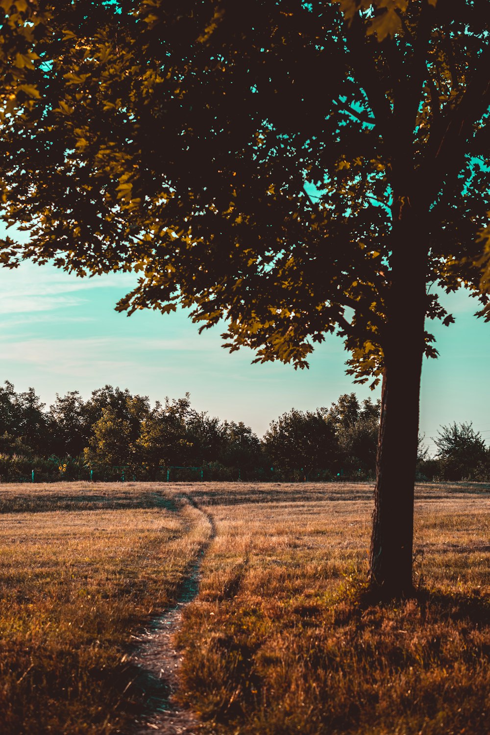 sentier près d’un arbre pendant la journée