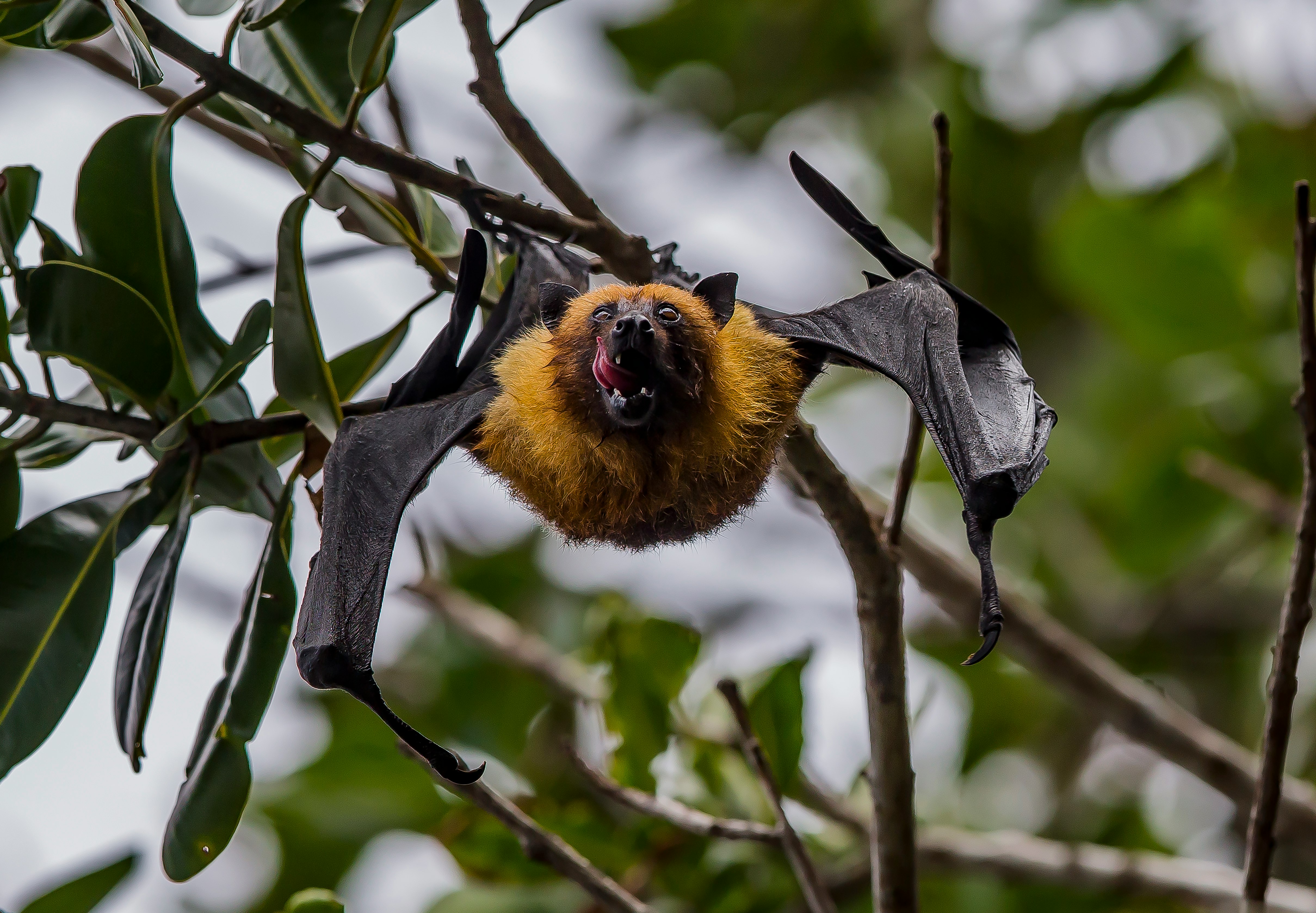 selective focus photography of bat during daytime