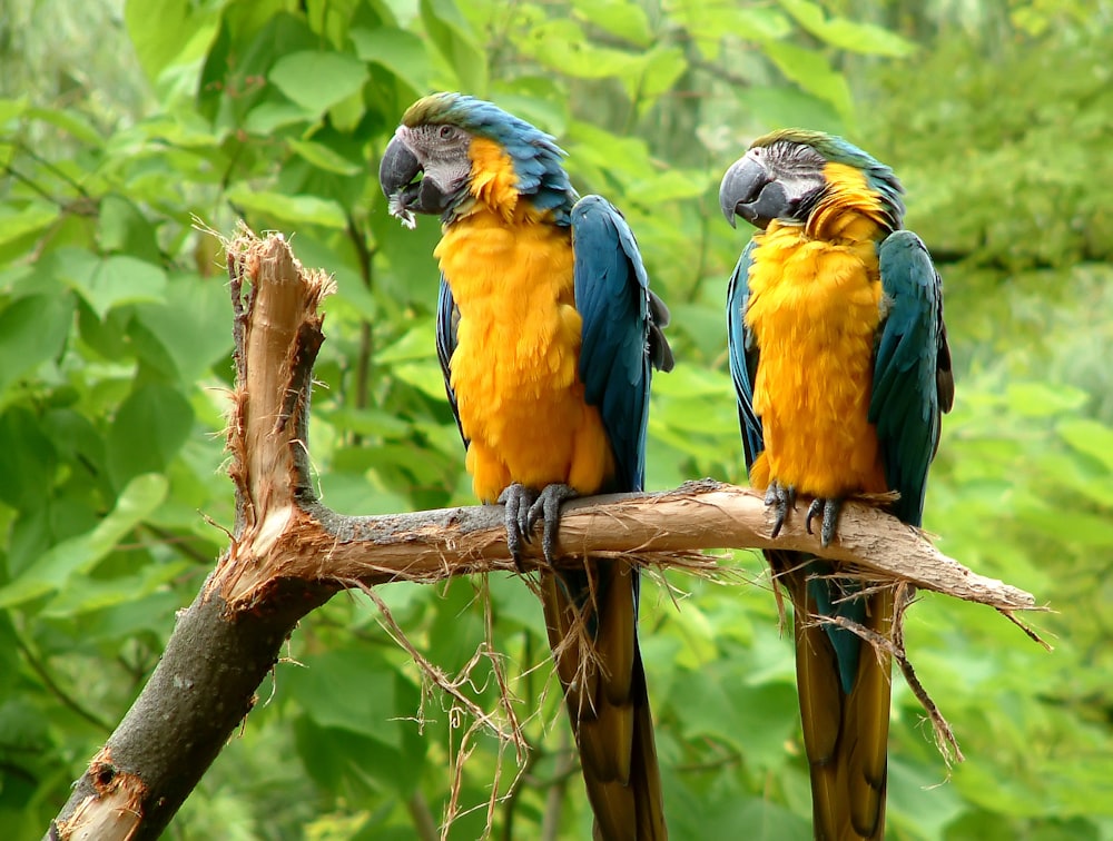 나뭇가지에 앉아있는 두 마리의 노란 앵무새
