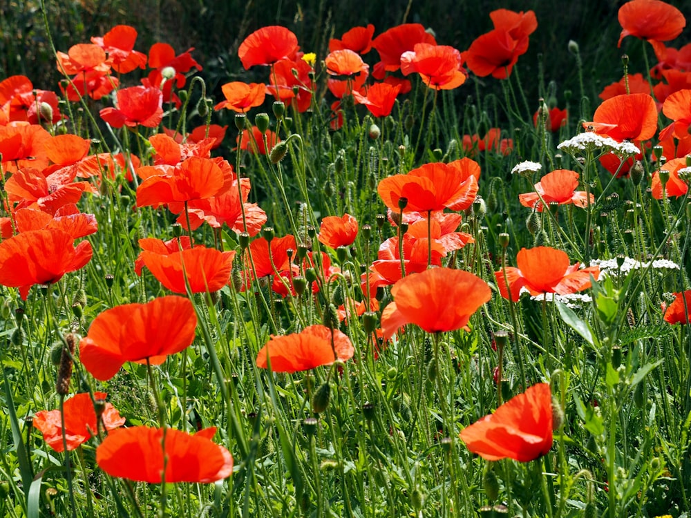 flores de pétalas alaranjadas durante o dia