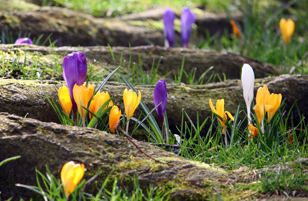 variety of flowers at daytime