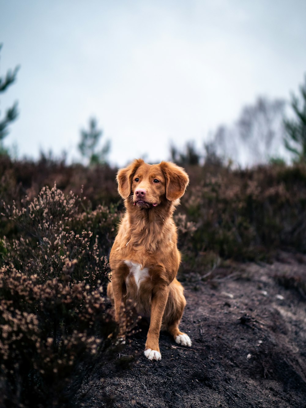 medium-coated brown dog near bush during daytime