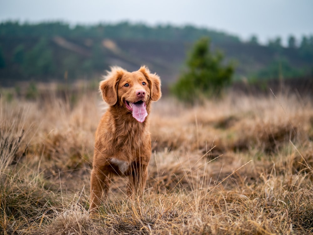 selective focus photography of adult Nova Scotia duck tolling retriever showing tongue