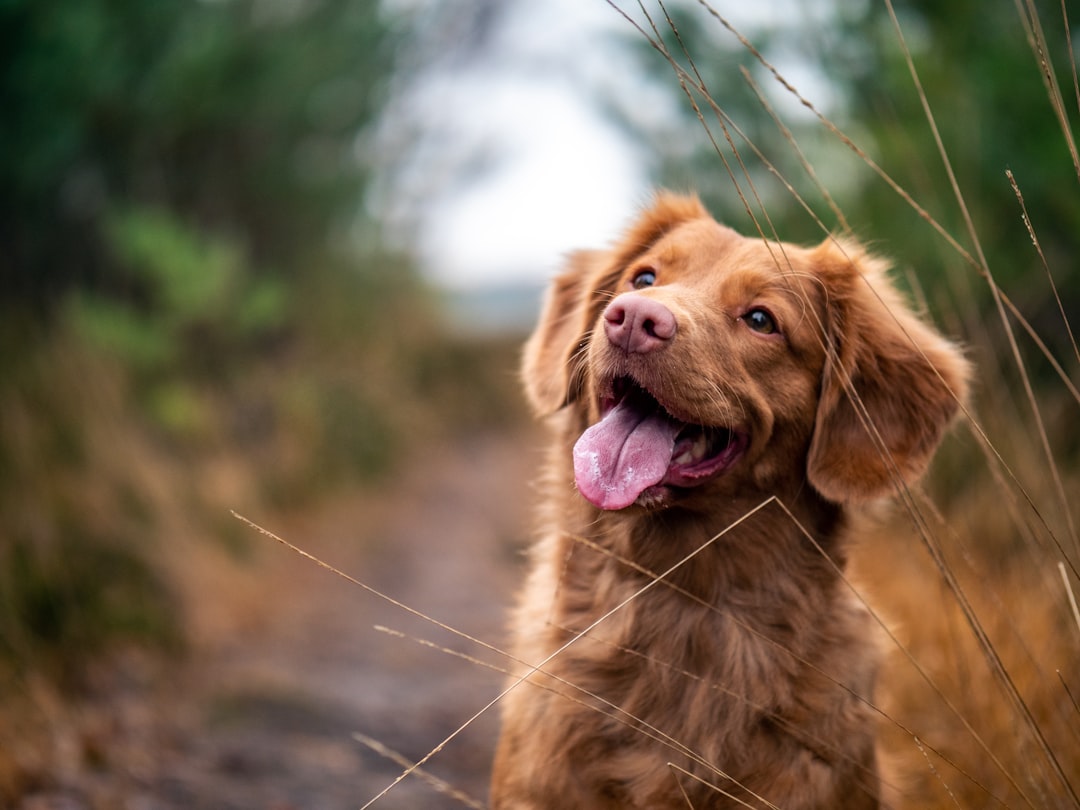 Happy Golden retriever with its tongue out on a walking path