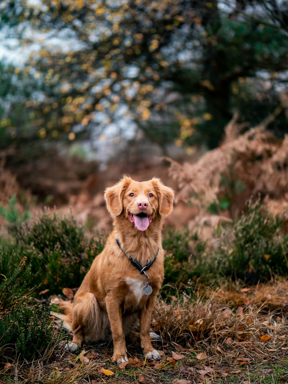 芝生の上の茶色の犬