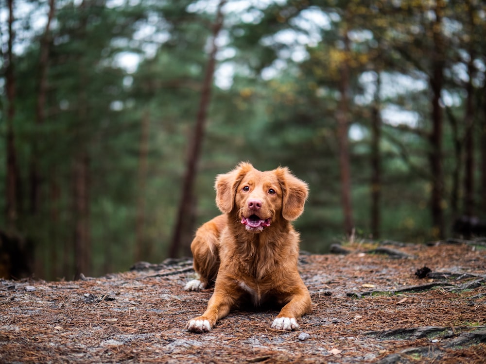 puppy at the forest