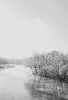 A minimalist landscape in grayscale, with mist rolling over ancient trees, evoking quiet contemplation.