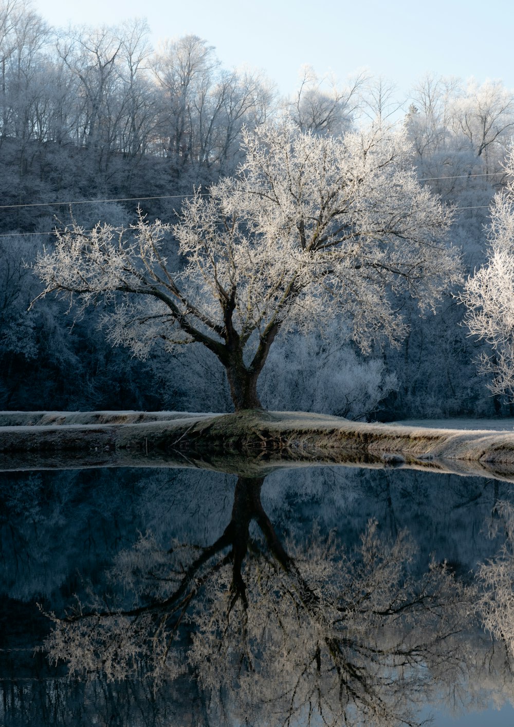 white tree with reflection on body of water