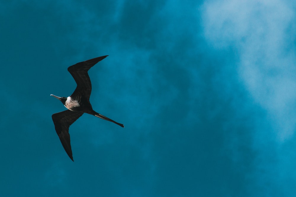 black and white bird flying