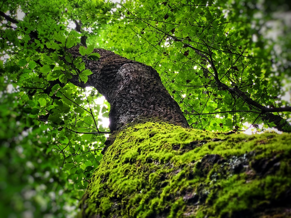 green-leafed tree during daytime