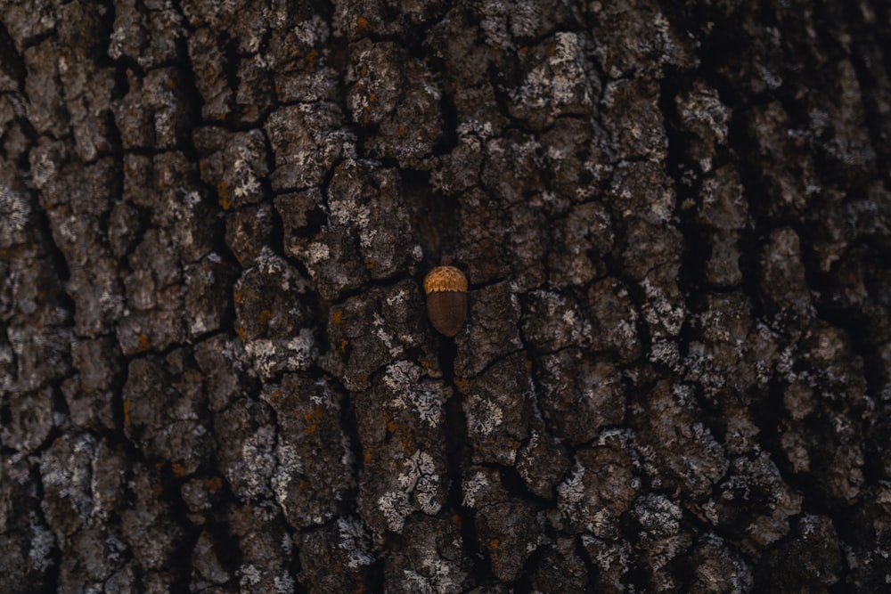 brown tree close-up