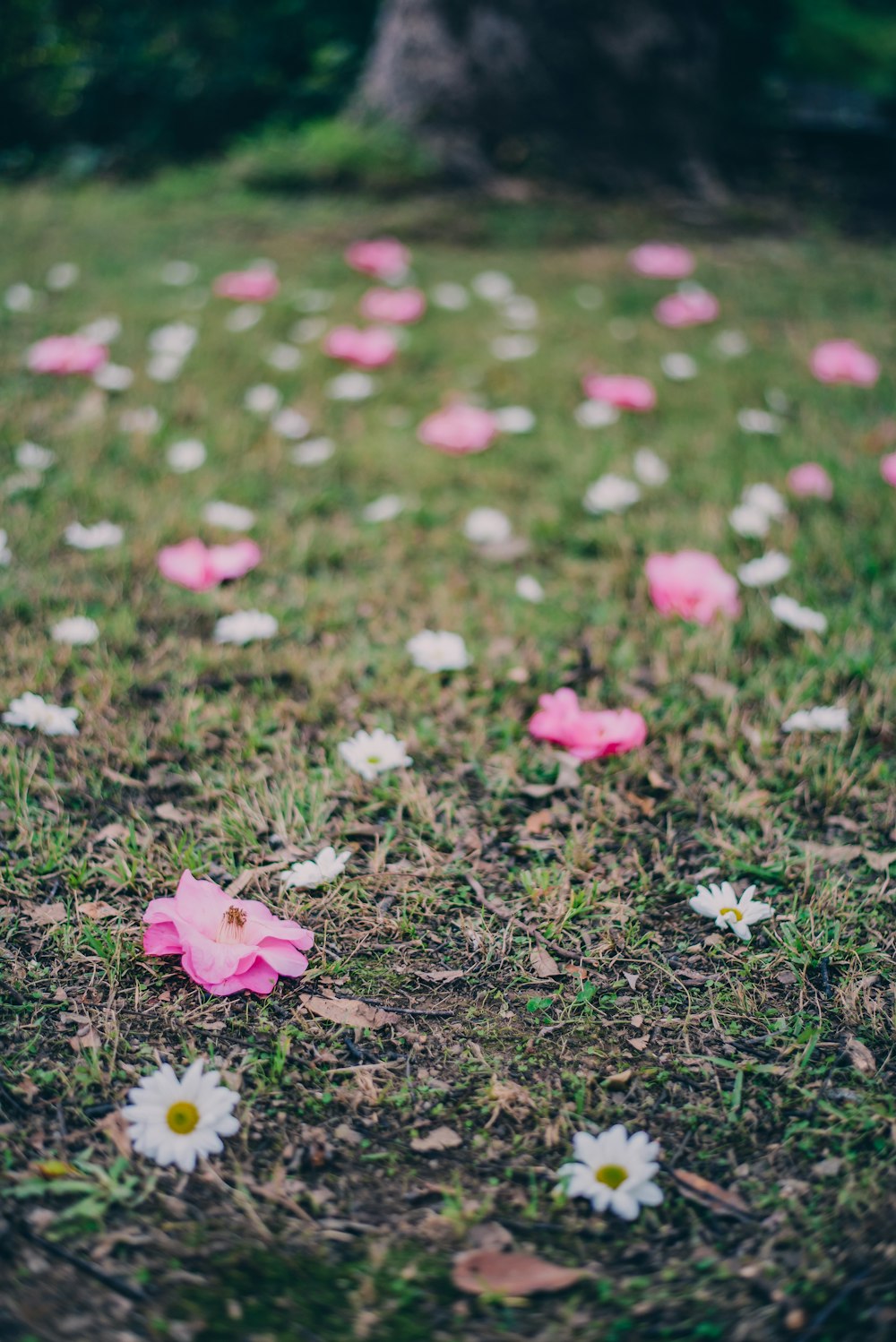 white and pink flowers