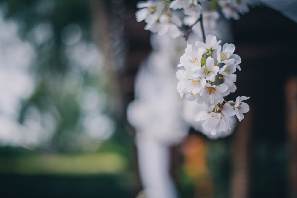 white cluster flower in selective-focus photography