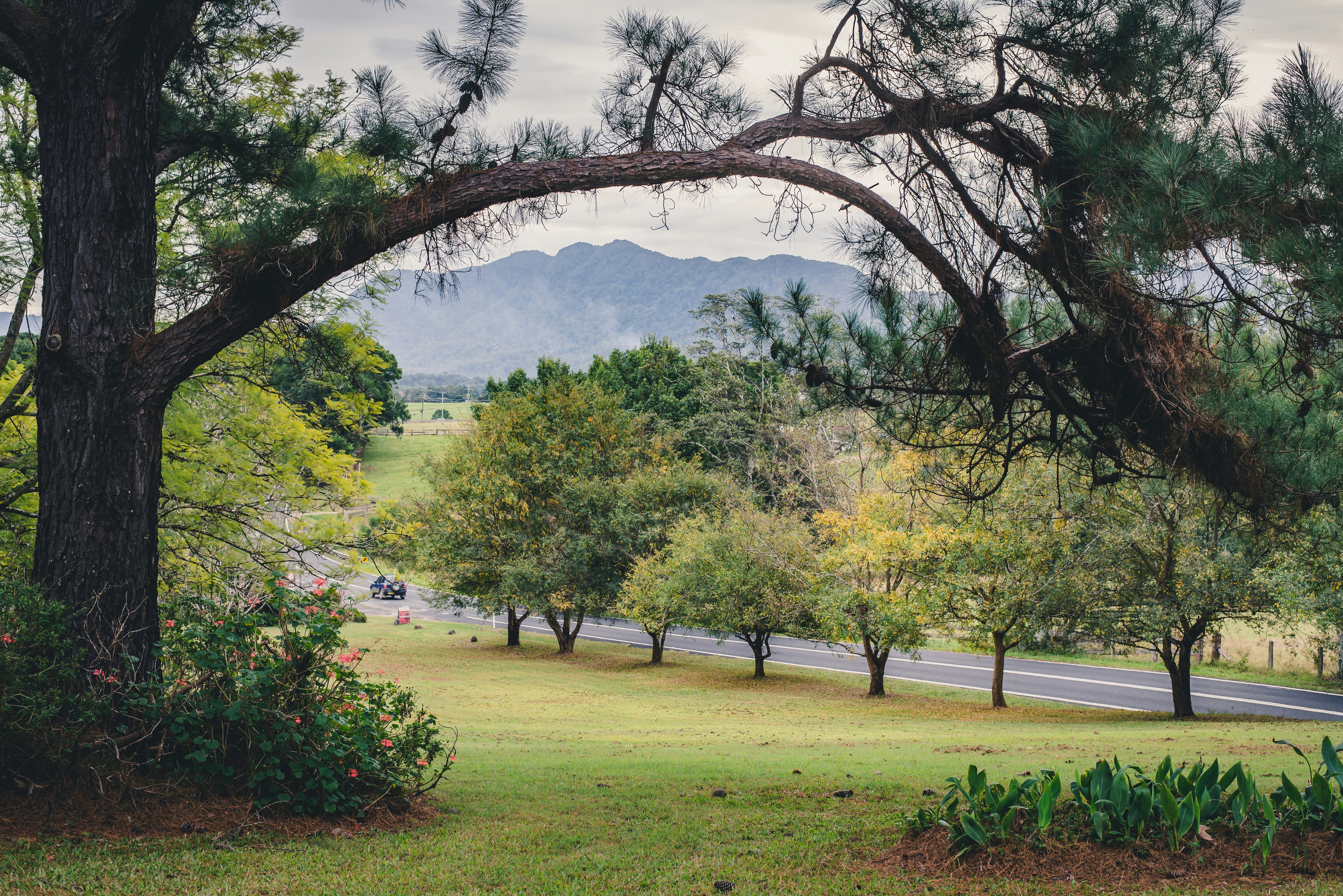 trees near road during daytime