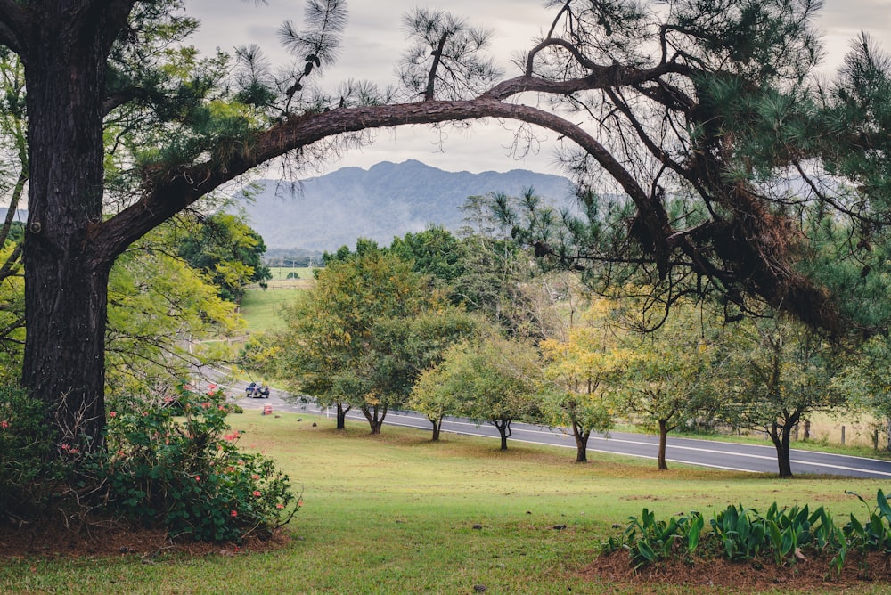 trees near road during daytime