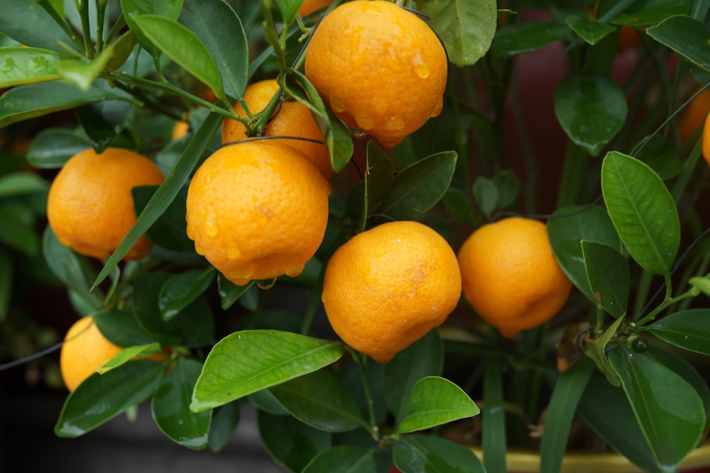 bunch of yellow lemons